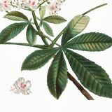 Botanical poster on horse chestnut, after an old engraving