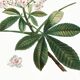 Botanical poster on horse chestnut, after an old engraving