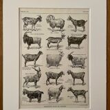 Lithograph on goats - 1920