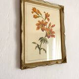 Framed fleur-de-lis botanical plate
