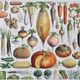 Illustration Millot "vegetables and vegetable plants"