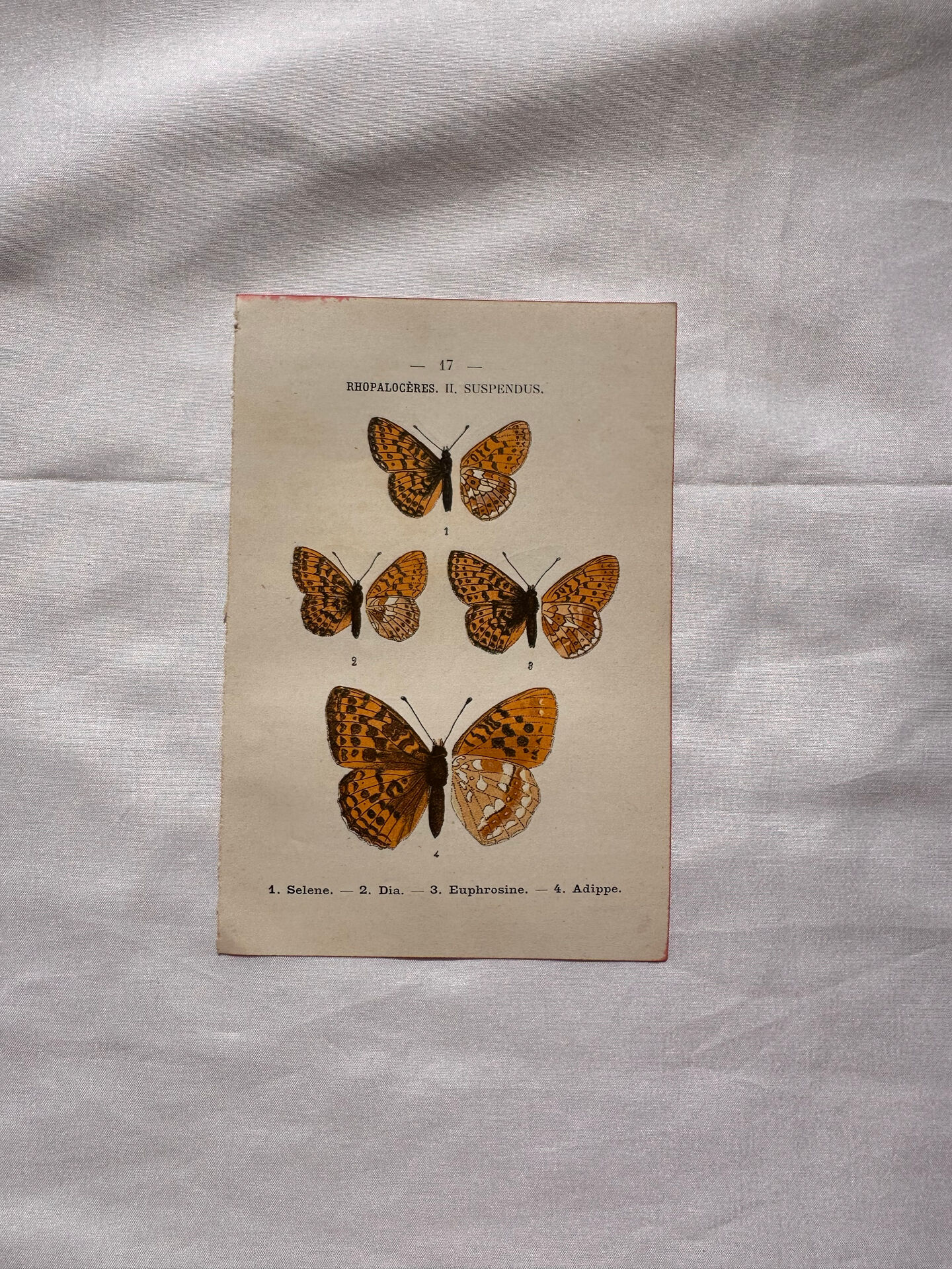 Botanical Plate 1800 Old naturalist engraving 19th century double-sided
