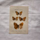Botanical Plate 1800 Old naturalist engraving 19th century double-sided
