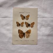 Planche Botanique 1800 Gravure naturaliste ancienne 19eme recto verso