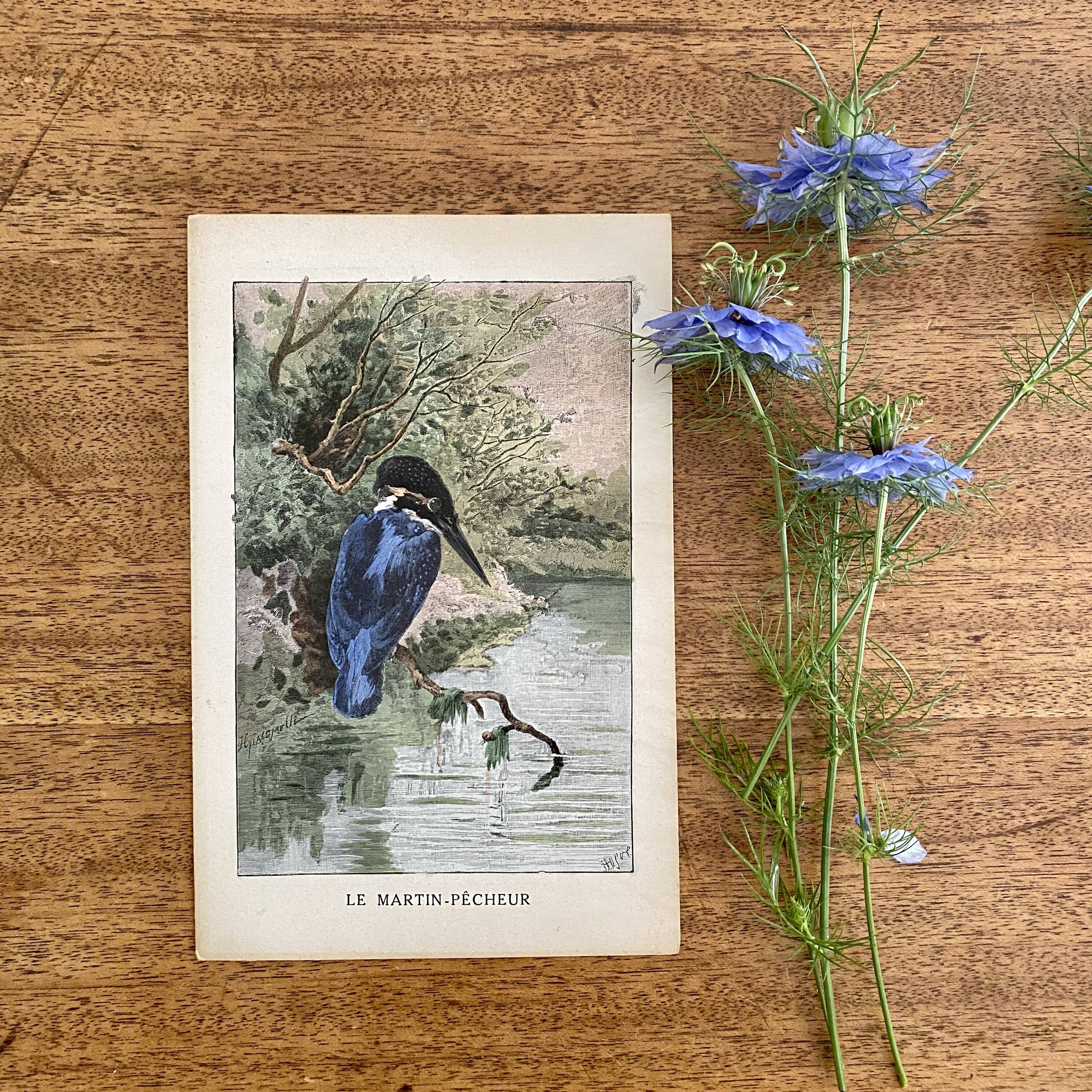 Old bird engraving - Giacomelli and Huyot - THE KING FISHER -
