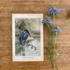 Old bird engraving - Giacomelli and Huyot - THE KING FISHER -