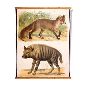 Affiche hyène, renard