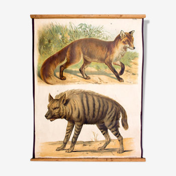 Poster "Hyena, Fox" th. Breidwiser for Gerold & Sohn 1879