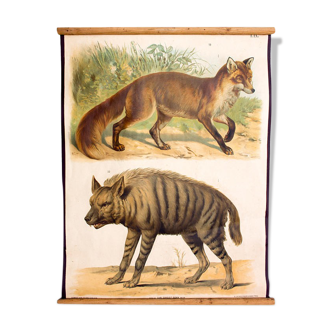 Affiche "hyène, renard" Th. Breidwiser pour Gerold & Sohn 1879