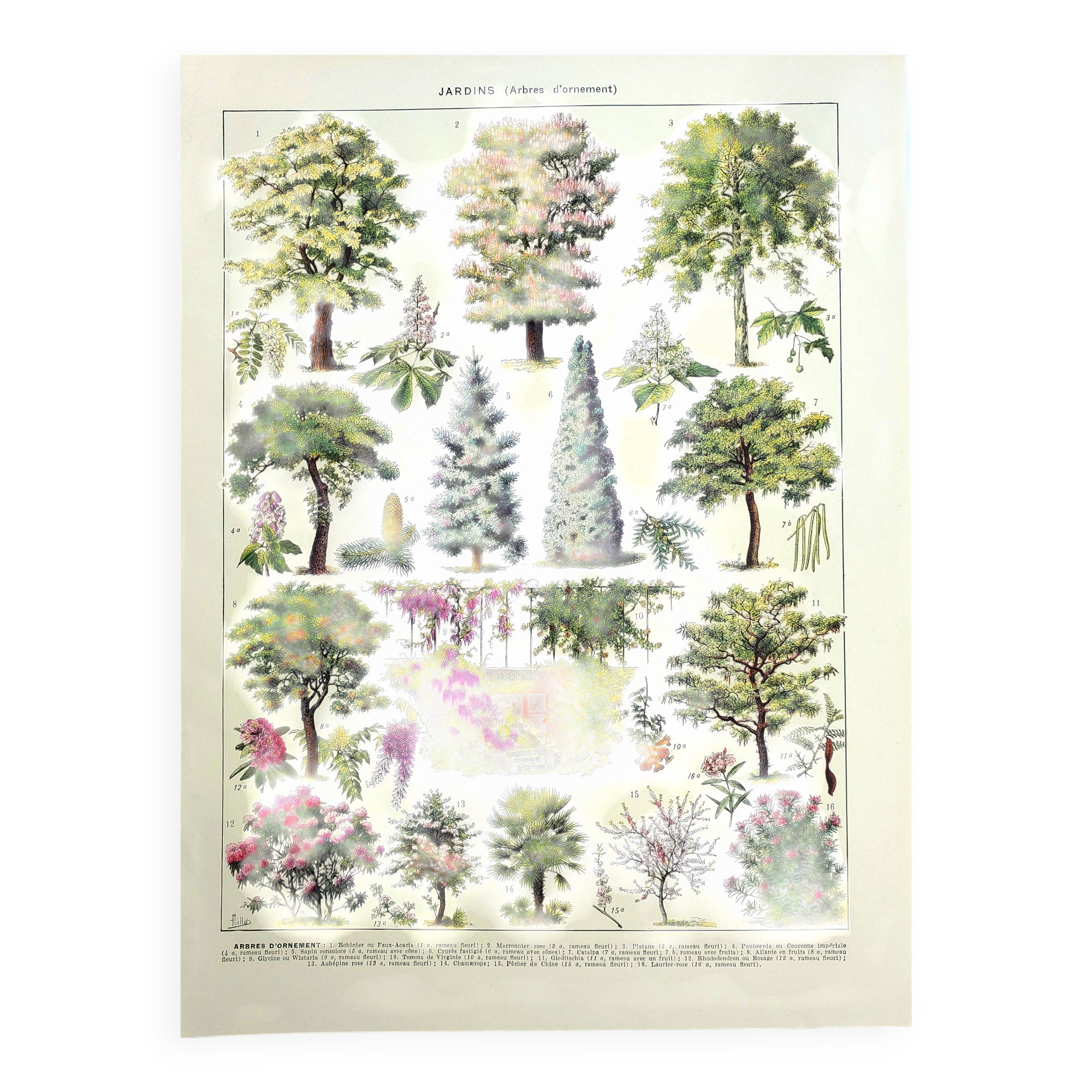 Botanical engraving 1928 A. Millot - Gardens 2, ornamental trees, plants