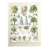 Botanical engraving 1928 A. Millot - Gardens 2, ornamental trees, plants
