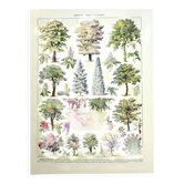 Botanical engraving 1928 A. Millot - Gardens 2, ornamental trees, plants