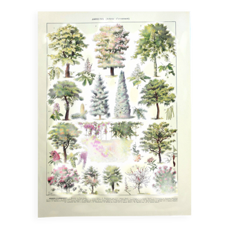 Botanical engraving 1928 A. Millot - Gardens 2, ornamental trees, plants