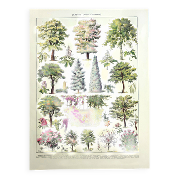 Gravure botanique 1928 A. Millot - Jardins 2, arbres d'ornement, plantes
