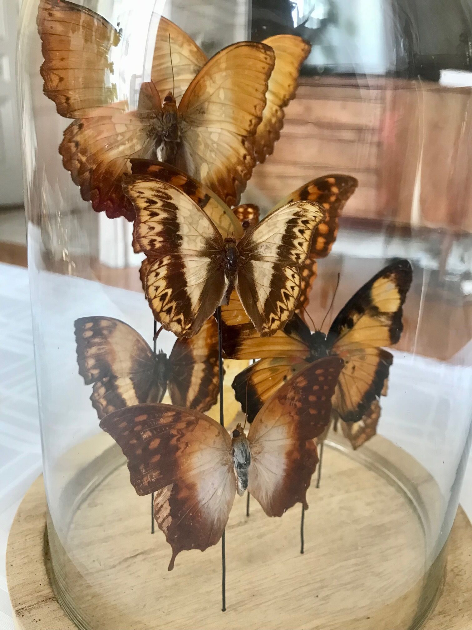Globe papillons