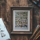 Lithographie originale sur les fruits