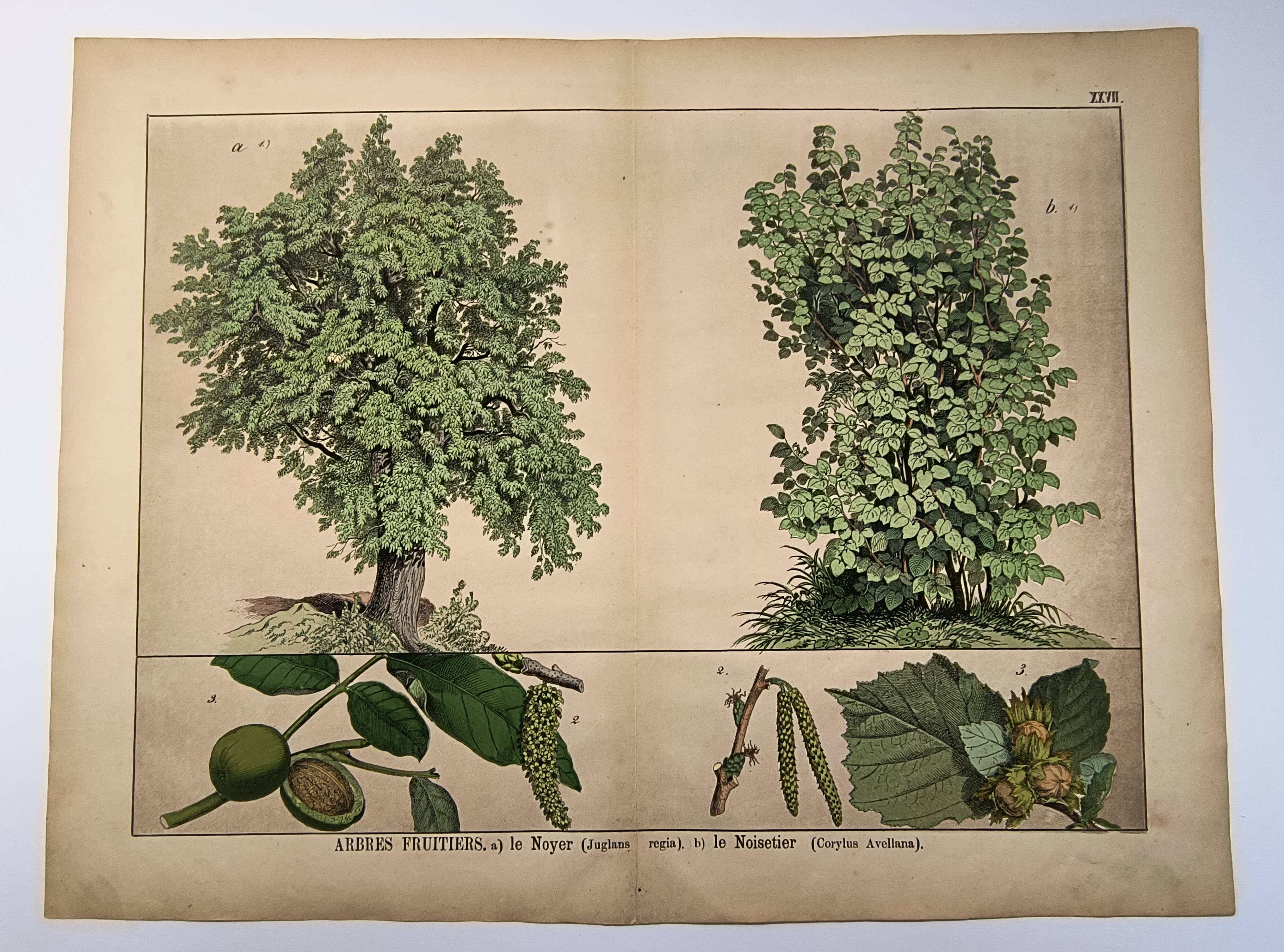 Botanical engraving 1870 - Walnut and Hazelnut - Tree Plate