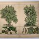 Botanical engraving 1870 - Walnut and Hazelnut - Tree Plate
