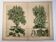 Botanical engraving 1870 - Walnut and Hazelnut - Tree Plate