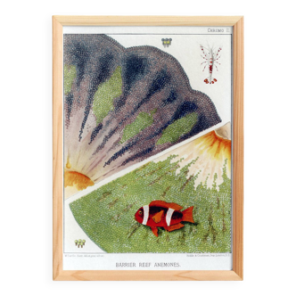 Affiche sur "Anémones de la Grande Barrière de Corail", 1893