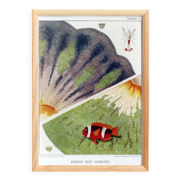 Poster on "Anemones of the Great Barrier Reef", 1893