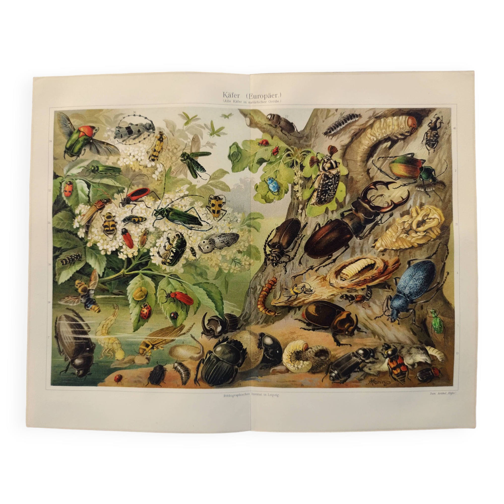 1861 Papillon Cléopâtre, gravure ancienne d' Orbigny, Lithographie