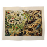 Gravure de 1909 - Insecte coléoptère - Affiche ancienne