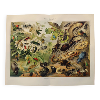 Gravure de 1909 - Insecte coléoptère - Affiche ancienne