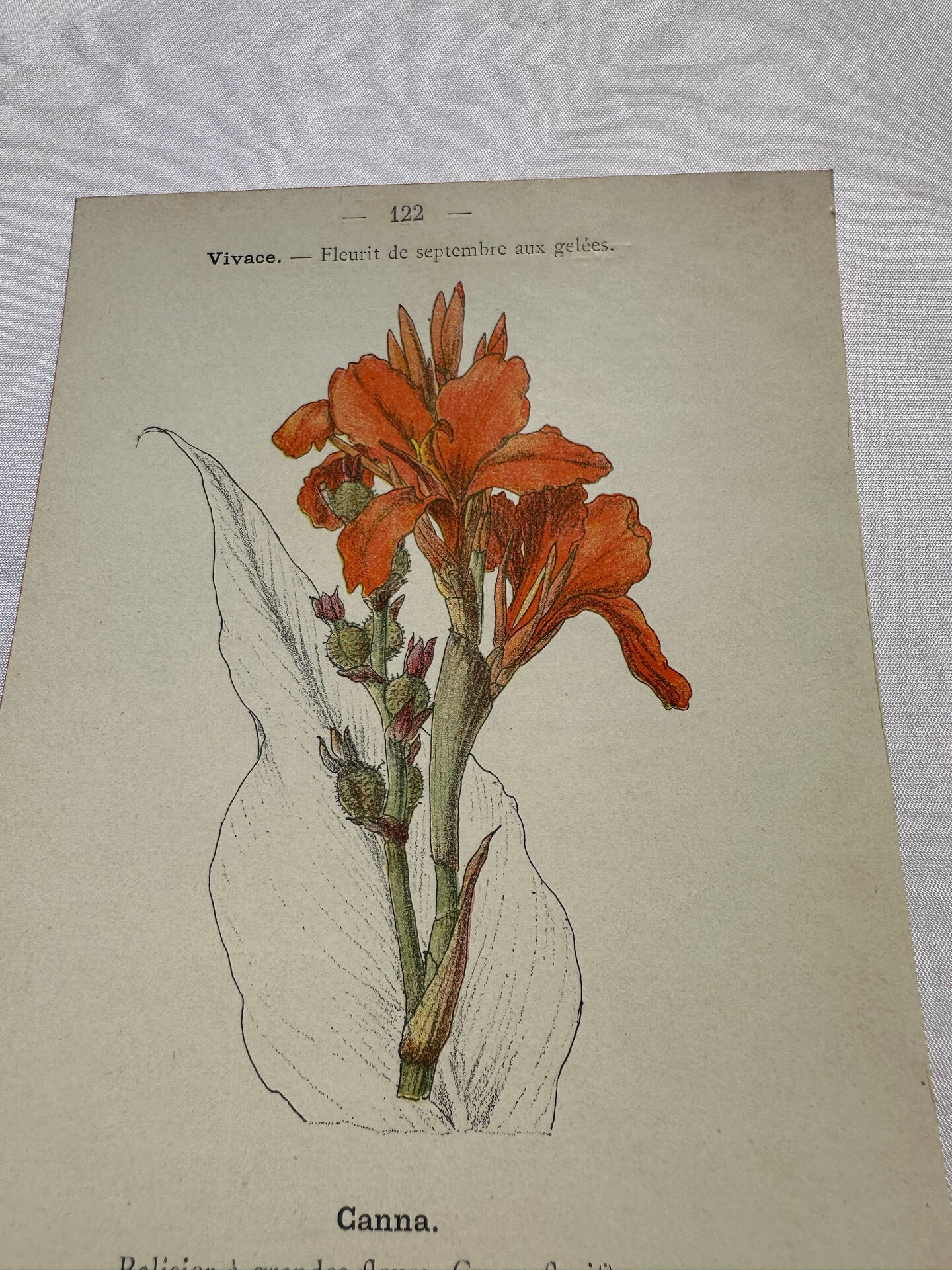 🌿 Botanical Plate Old Naturalist Engraving 19th Century Double-Sided A