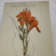 🌿 Botanical Plate Old Naturalist Engraving 19th Century Double-Sided A