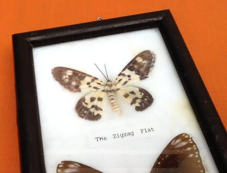 Cabinet de curiosités d’ Entomologie