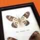 Cabinet de curiosités d’ Entomologie