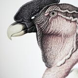 Ornithological board The condor of the Andes