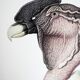 Ornithological board The condor of the Andes