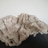 Natural old coral - marine decorative object (21 cm)