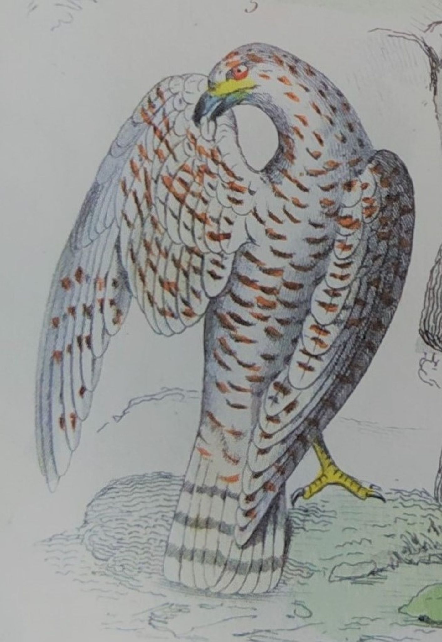 Planche ornithologique originale " Busard - Soubuse - &c... " Buffon 1836