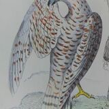 Planche ornithologique originale " Busard - Soubuse - &c... " Buffon 1836