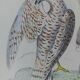 Original ornithological plate "Harrier - Subbuse - &c..." Buffon 1836