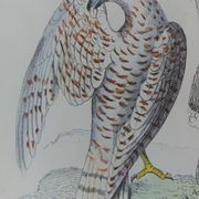 Planche ornithologique originale " Busard - Soubuse - &c... " Buffon 1836