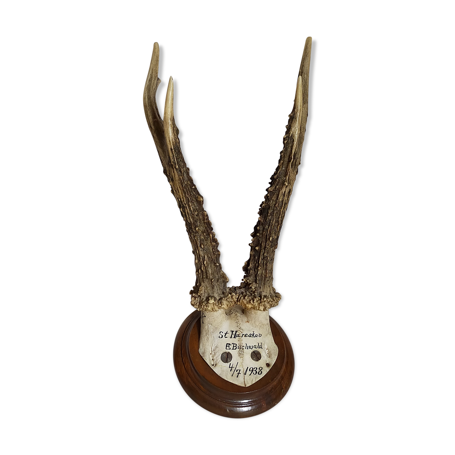 Scandinavian hunting trophy old 30 years