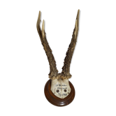 Scandinavian hunting trophy old 30 years