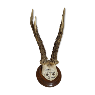 Scandinavian hunting trophy old 30 years