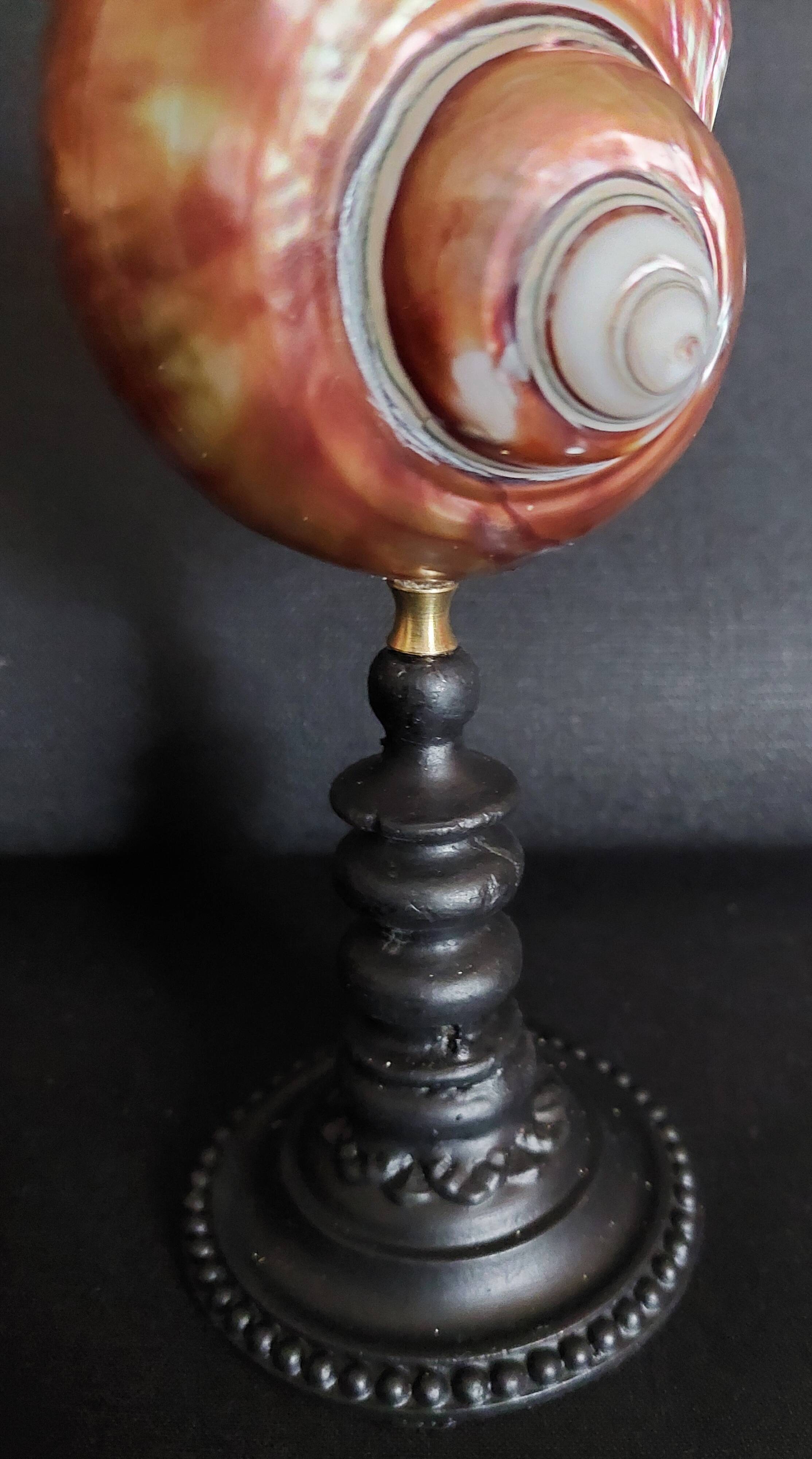 Cabinet de Curiosités coquillage turbo imperialis cuivré sur socle