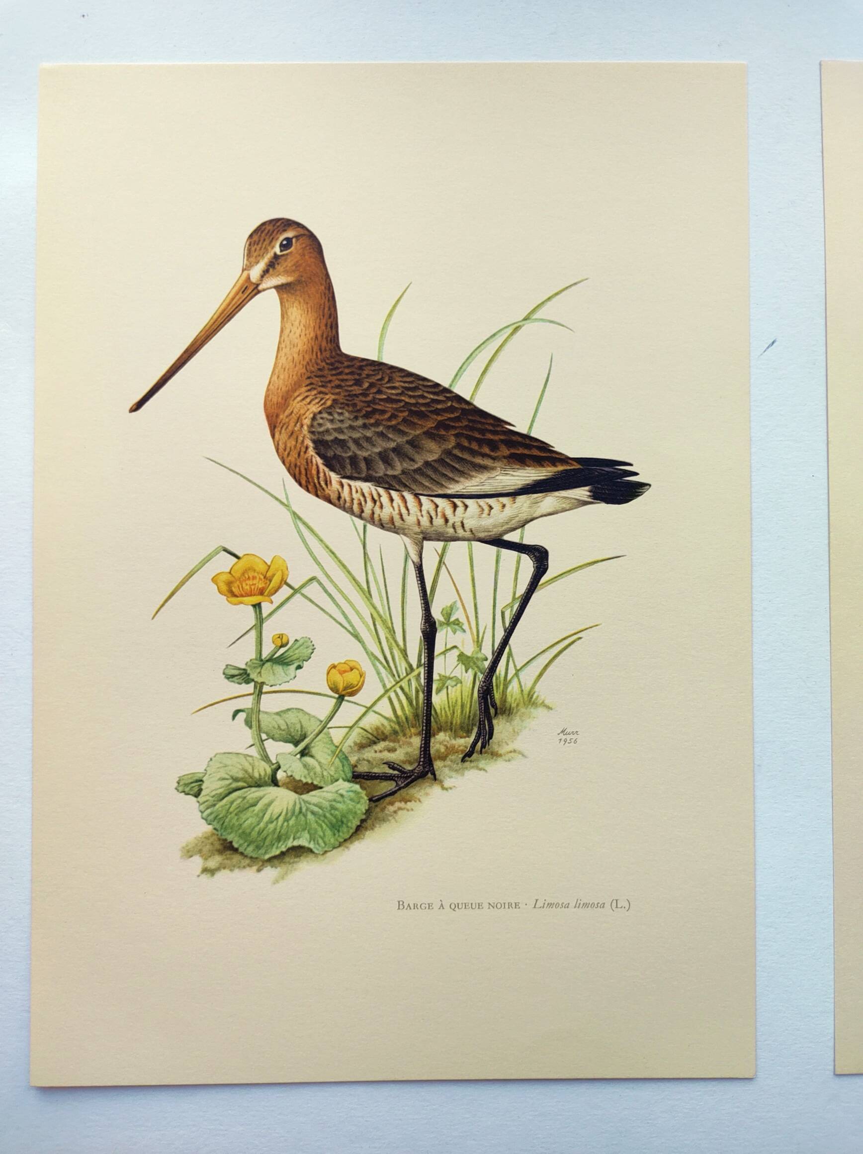 Antique bird print from the 1960s - Black-tailed Godwit - Illustration