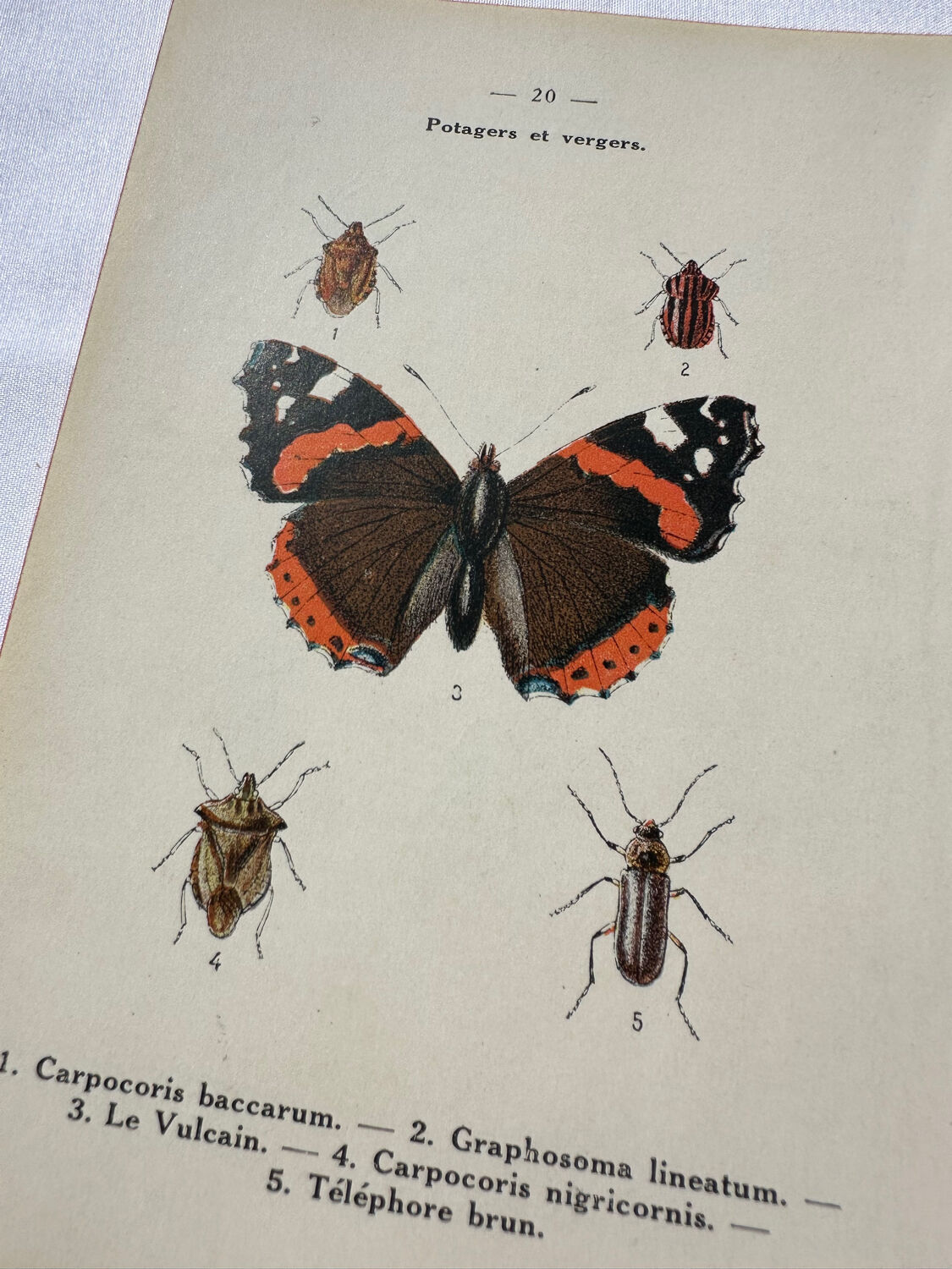 Gravure papillon ancienne planche botanique naturaliste double face
