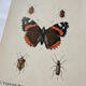 Gravure papillon ancienne planche botanique naturaliste double face