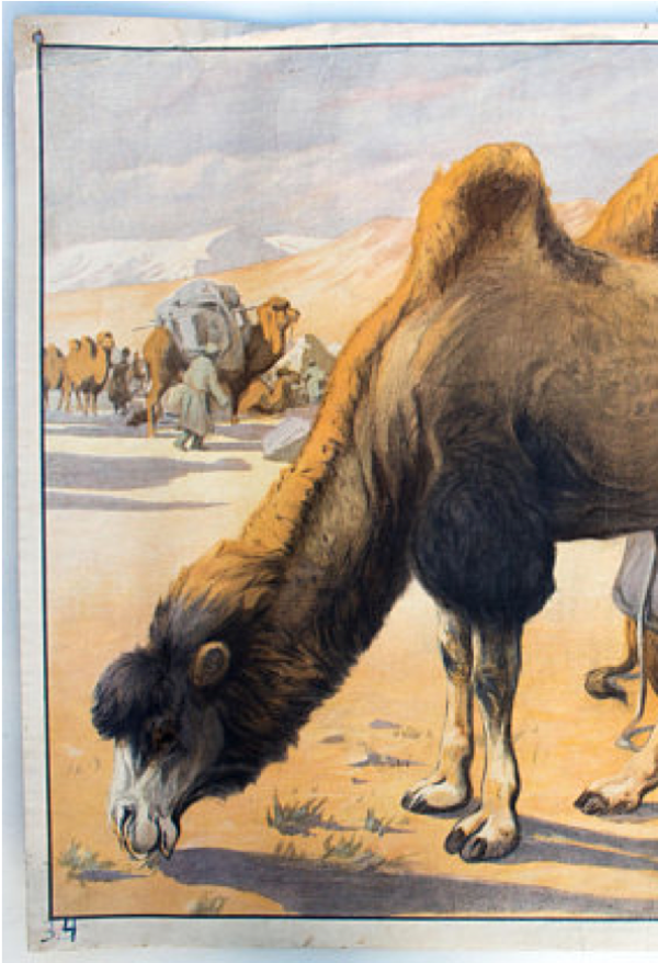 Grille de chameau, éducatif, 1891