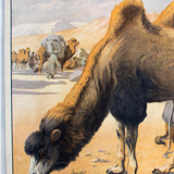 Camel Grid, Educational, 1891