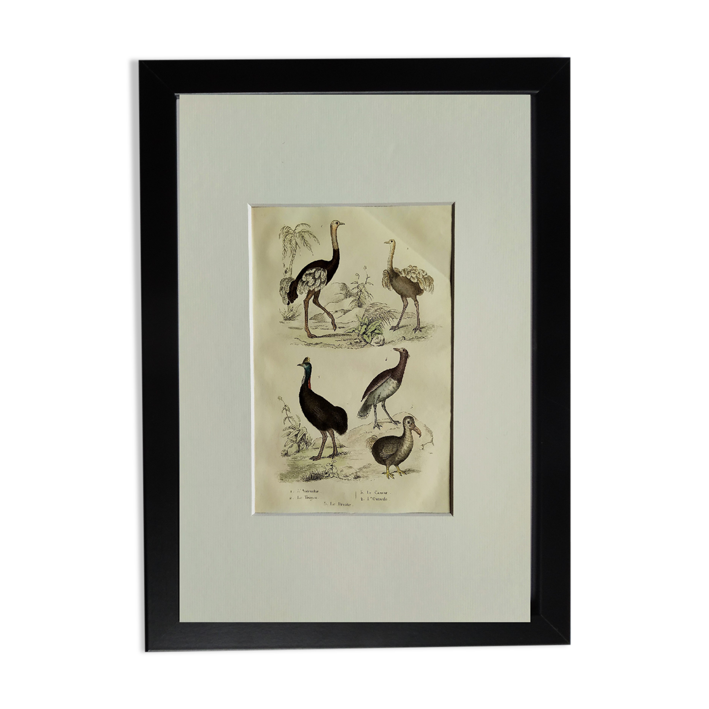 Planche Ornithologique originale " Autruche - Touyou - &c... " Buffon 1836