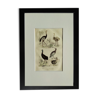 Planche Ornithologique originale " Autruche - Touyou - &c... " Buffon 1836